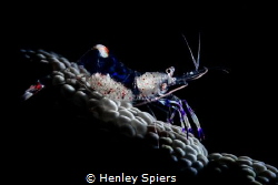 Shrimp Rider by Henley Spiers 